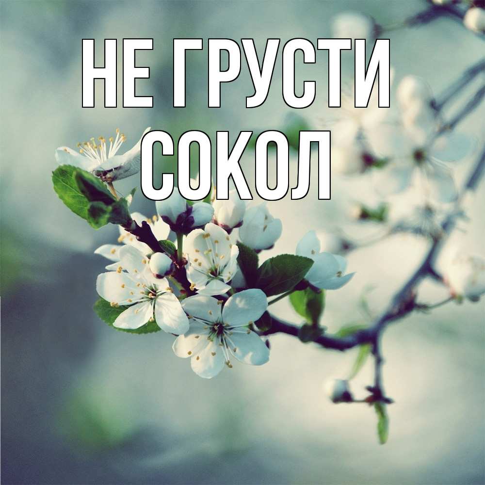 Открытка на каждый день с именем, Сокол Не грусти яблоня в цвету 1 Прикольная открытка с пожеланием онлайн скачать бесплатно 