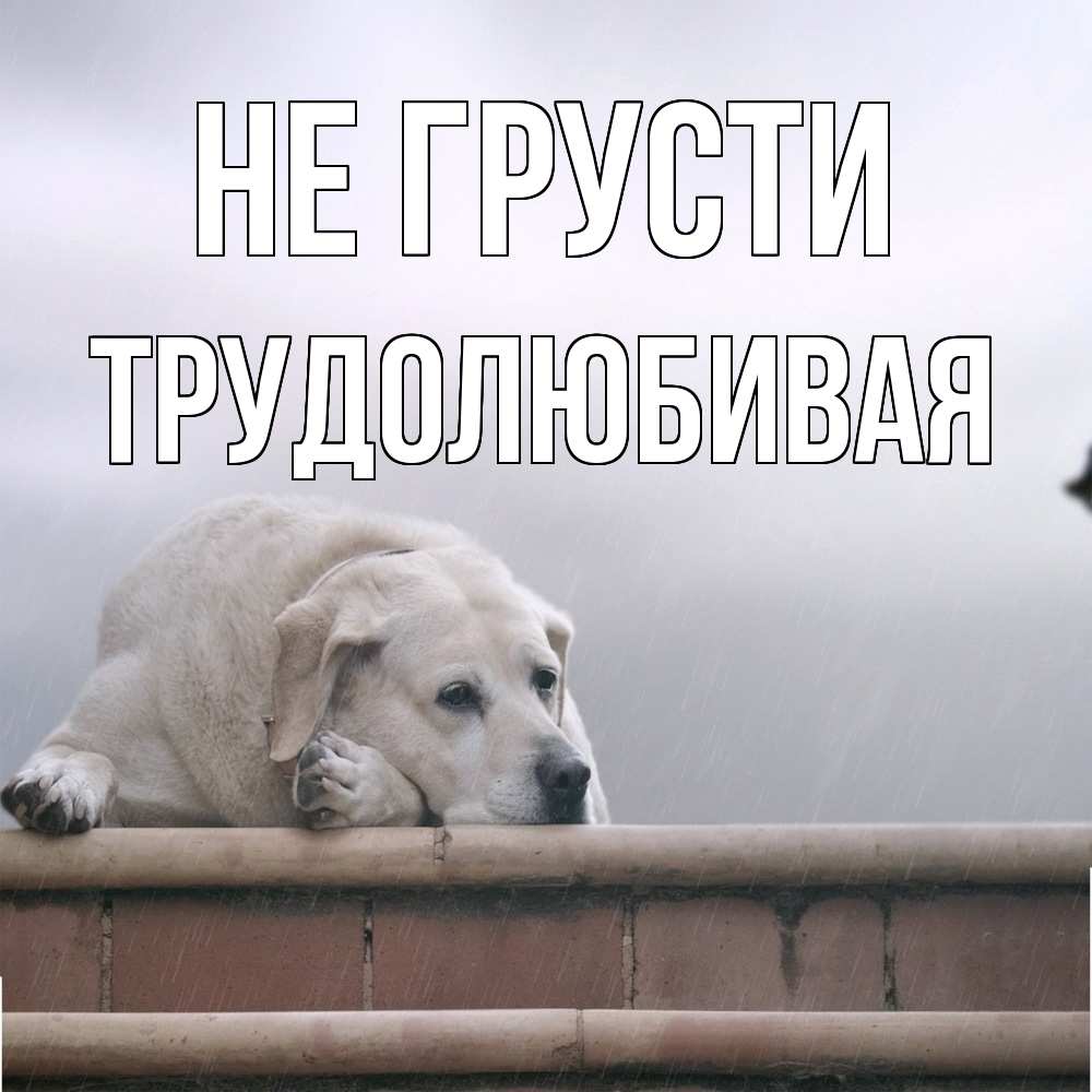 Открытка на каждый день с именем, Трудолюбивая Не грусти белый пес 1 Прикольная открытка с пожеланием онлайн скачать бесплатно 