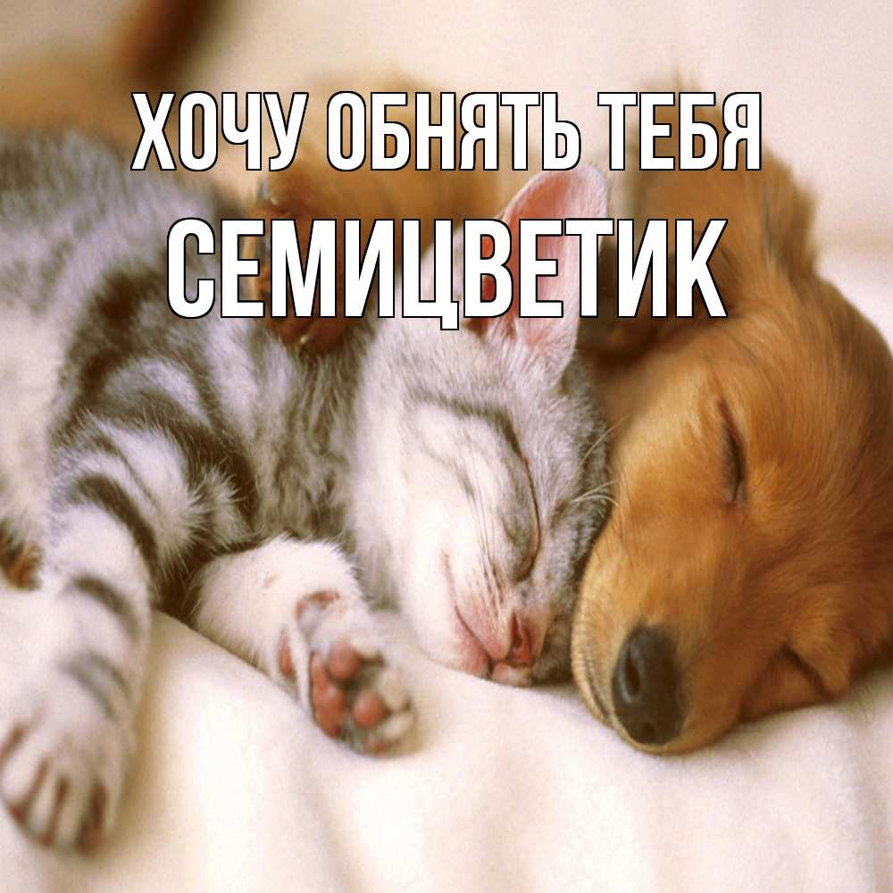 Открытка на каждый день с именем, семицветик Хочу обнять тебя пес и котенок Прикольная открытка с пожеланием онлайн скачать бесплатно 