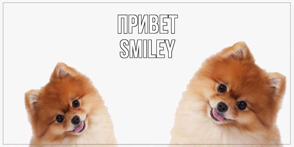 Открытка на каждый день с именем, Smiley Привет привет Прикольная открытка с пожеланием онлайн скачать бесплатно 