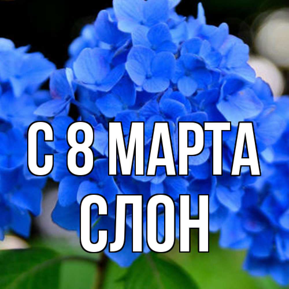 Открытка на каждый день с именем, Слон C 8 МАРТА синие цветы Прикольная открытка с пожеланием онлайн скачать бесплатно 