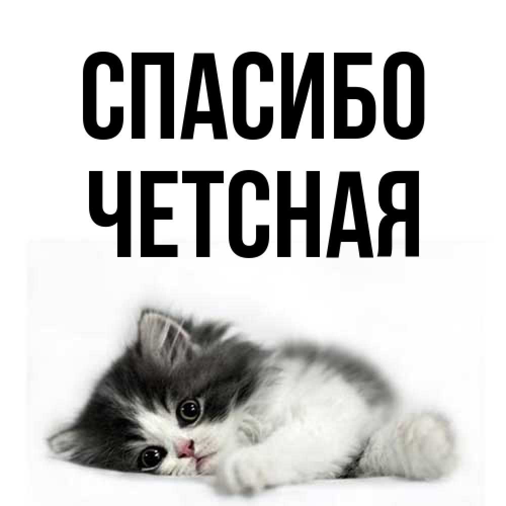 Открытка на каждый день с именем, Четсная Спасибо черный и белый кот Прикольная открытка с пожеланием онлайн скачать бесплатно 