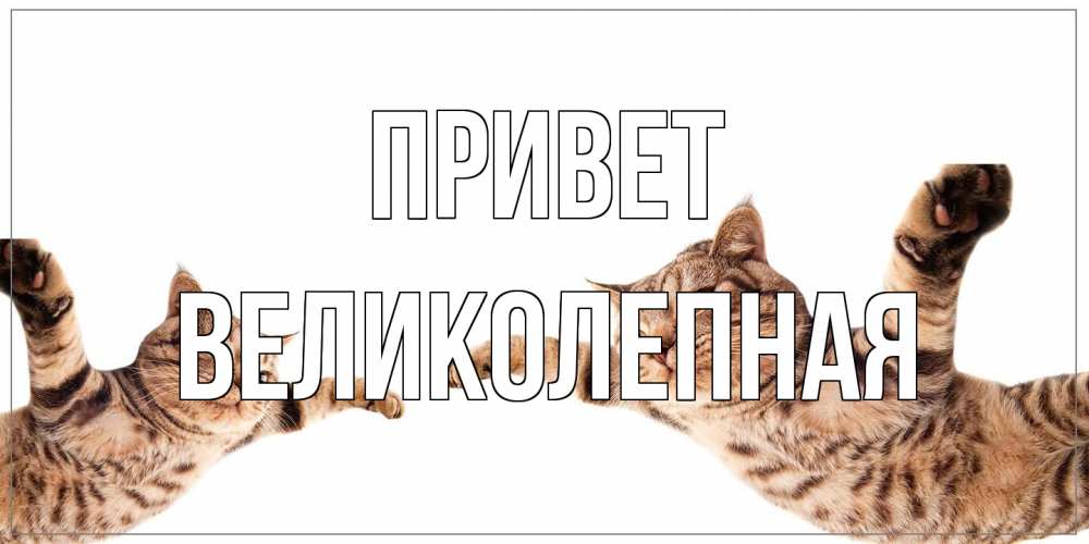 Открытка на каждый день с именем, великолепная Привет кот Прикольная открытка с пожеланием онлайн скачать бесплатно 