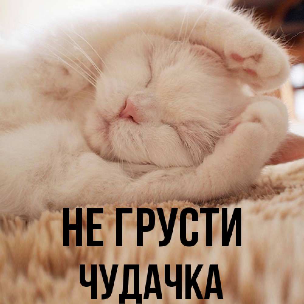 Открытка на каждый день с именем, Чудачка Не грусти Котенок спит Прикольная открытка с пожеланием онлайн скачать бесплатно 