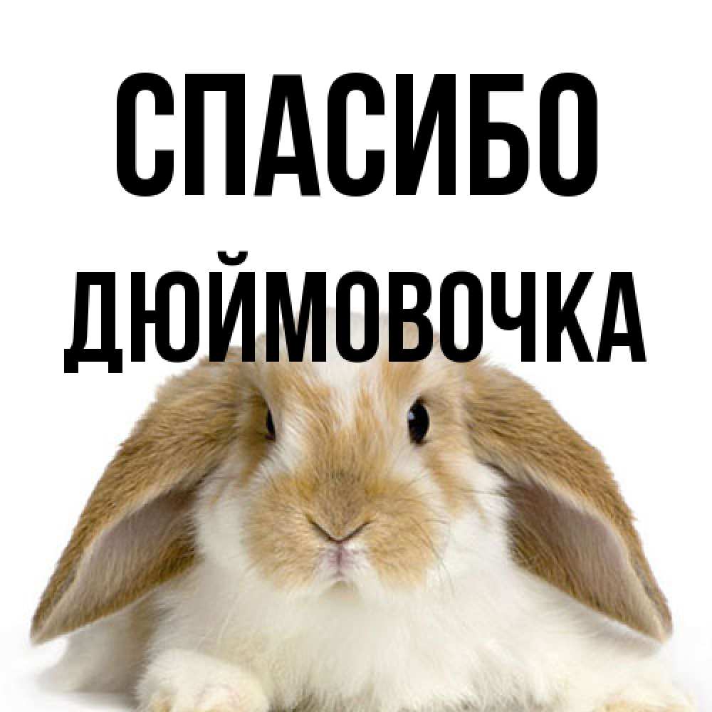 Открытка на каждый день с именем, Дюймовочка Спасибо коричнево белый заяц Прикольная открытка с пожеланием онлайн скачать бесплатно 