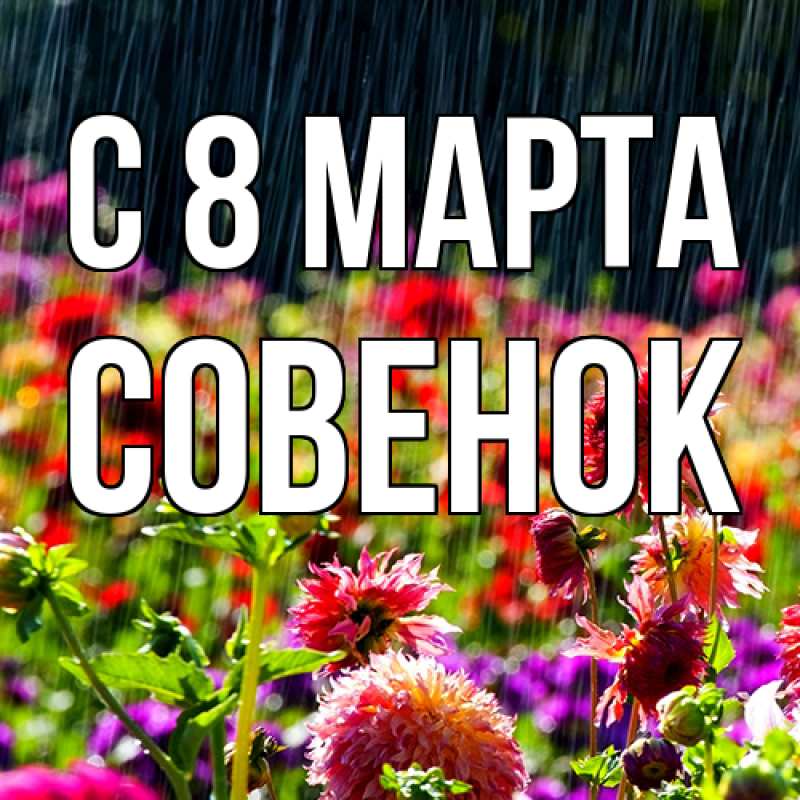 Картинка C 8 МАРТА, совенок