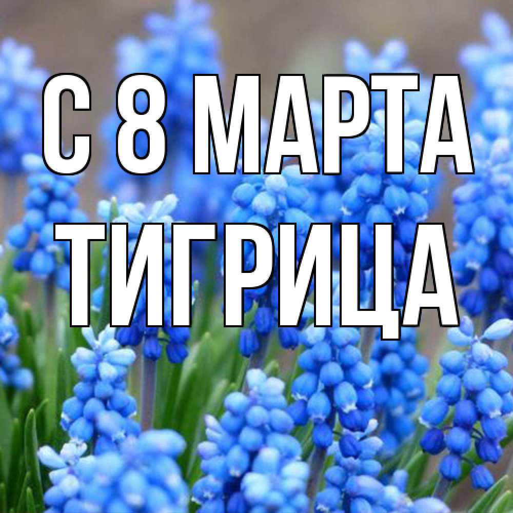 Открытка на каждый день с именем, Тигрица C 8 МАРТА Поздравительная открытка для женщин с цветами на праздничную дату Прикольная открытка с пожеланием онлайн скачать бесплатно 