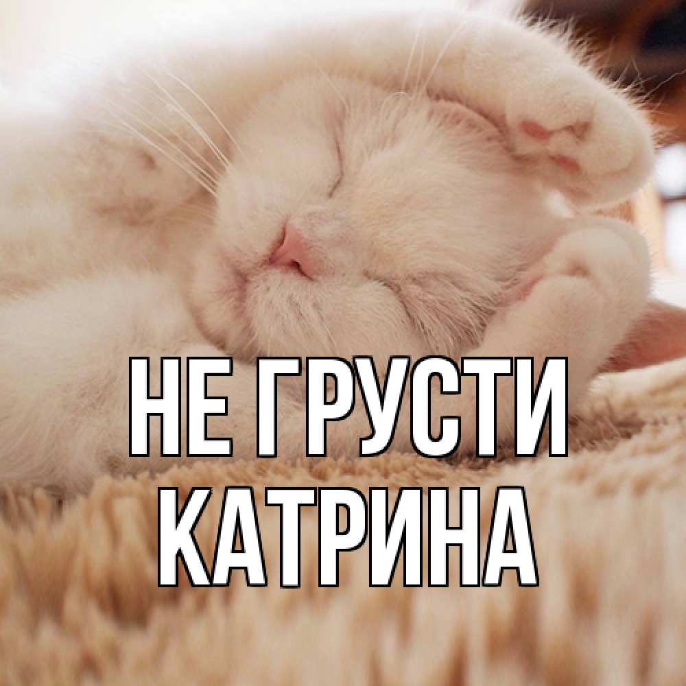 Открытка на каждый день с именем, Катрина Не грусти белый кот Прикольная открытка с пожеланием онлайн скачать бесплатно 