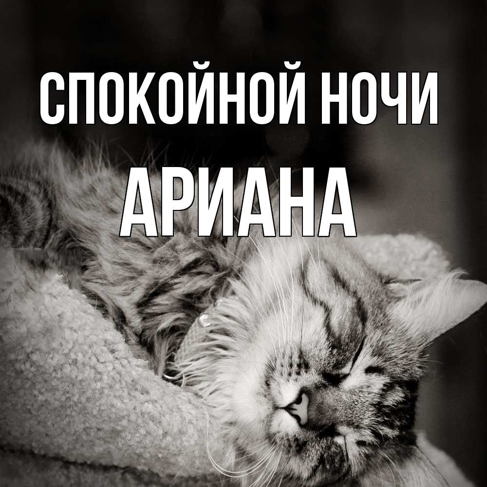 Открытка на каждый день с именем, Ариана Спокойной ночи котярик пушистый Прикольная открытка с пожеланием онлайн скачать бесплатно 