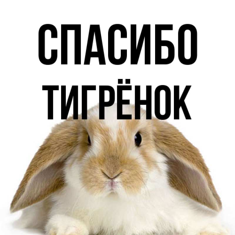Картинка Спасибо, Тигрёнок