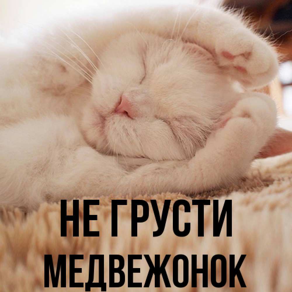 Открытка на каждый день с именем, медвежонок Не грусти Котенок спит Прикольная открытка с пожеланием онлайн скачать бесплатно 
