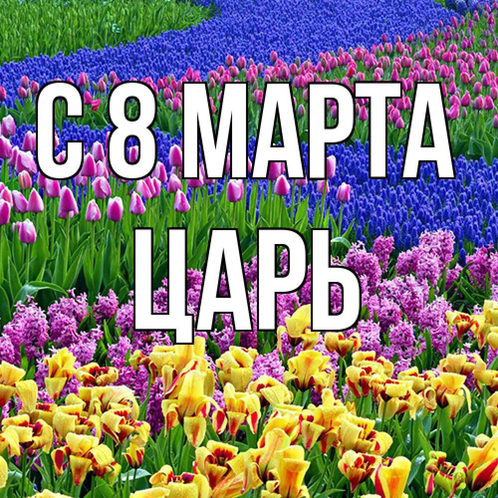 Открытка на каждый день с именем, Царь C 8 МАРТА цветы Прикольная открытка с пожеланием онлайн скачать бесплатно 