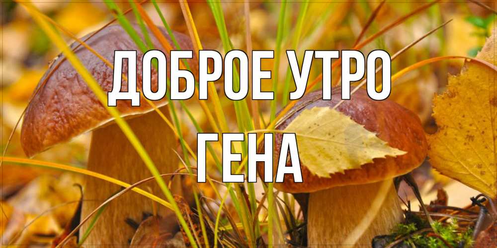 Открытка на каждый день с именем, Гена Доброе утро осенние грибы Прикольная открытка с пожеланием онлайн скачать бесплатно 