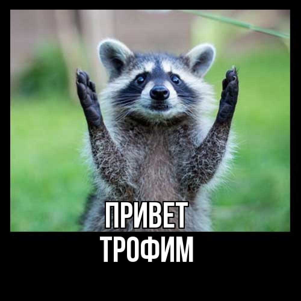 Открытка на каждый день с именем, Трофим Привет животные Прикольная открытка с пожеланием онлайн скачать бесплатно 