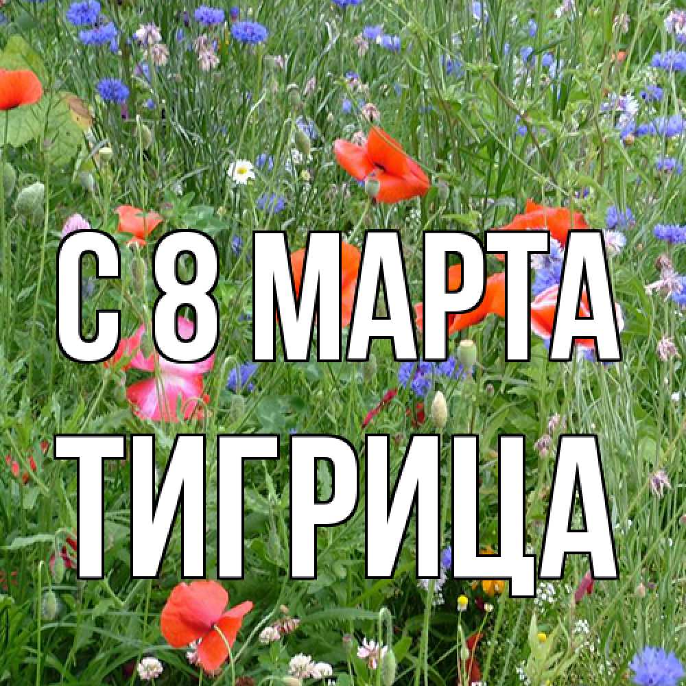 Открытка на каждый день с именем, Тигрица C 8 МАРТА международный женский день 4 Прикольная открытка с пожеланием онлайн скачать бесплатно 