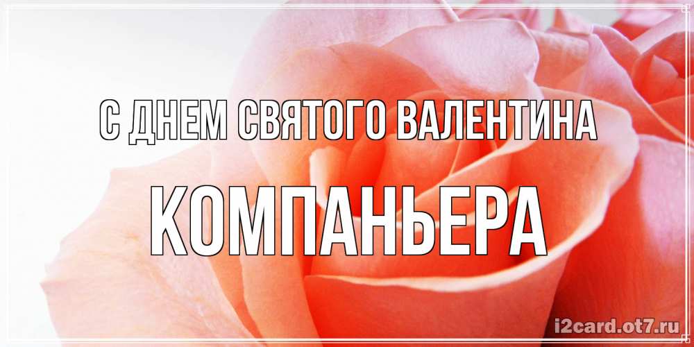 Открытка на каждый день с именем, Компаньера С днем Святого Валентина открытка на день Святого Валентина с розовой розой Прикольная открытка с пожеланием онлайн скачать бесплатно 