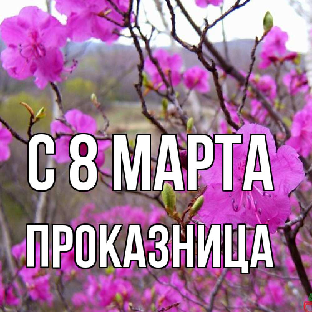 Открытка на каждый день с именем, Проказница C 8 МАРТА международный женский день Прикольная открытка с пожеланием онлайн скачать бесплатно 