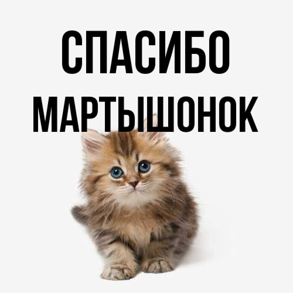 Открытка на каждый день с именем, Маpтышонок Спасибо пушистый котик Прикольная открытка с пожеланием онлайн скачать бесплатно 