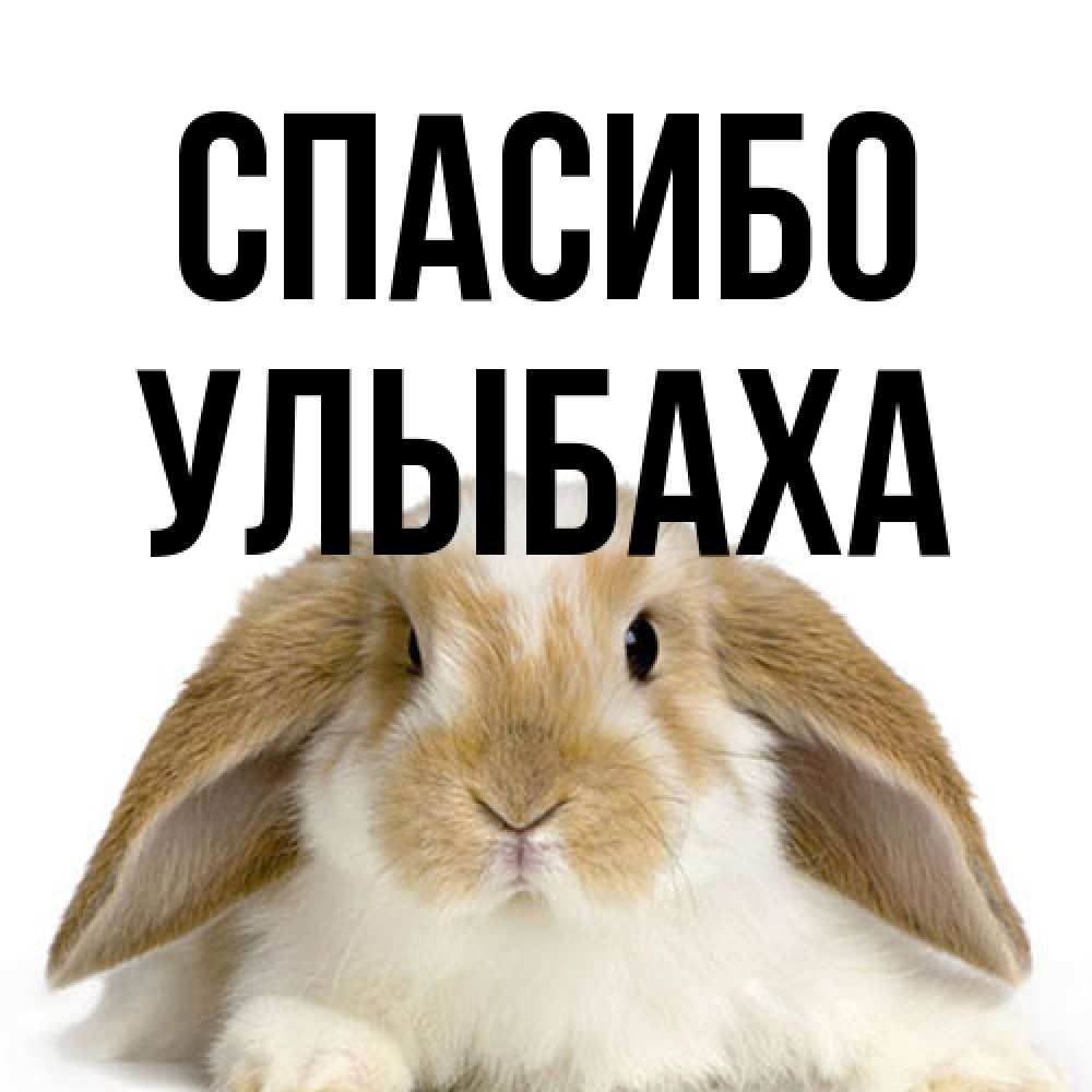 Открытка на каждый день с именем, Улыбаха Спасибо коричнево белый заяц Прикольная открытка с пожеланием онлайн скачать бесплатно 