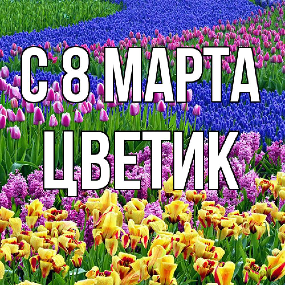 Открытка на каждый день с именем, цветик C 8 МАРТА цветы Прикольная открытка с пожеланием онлайн скачать бесплатно 