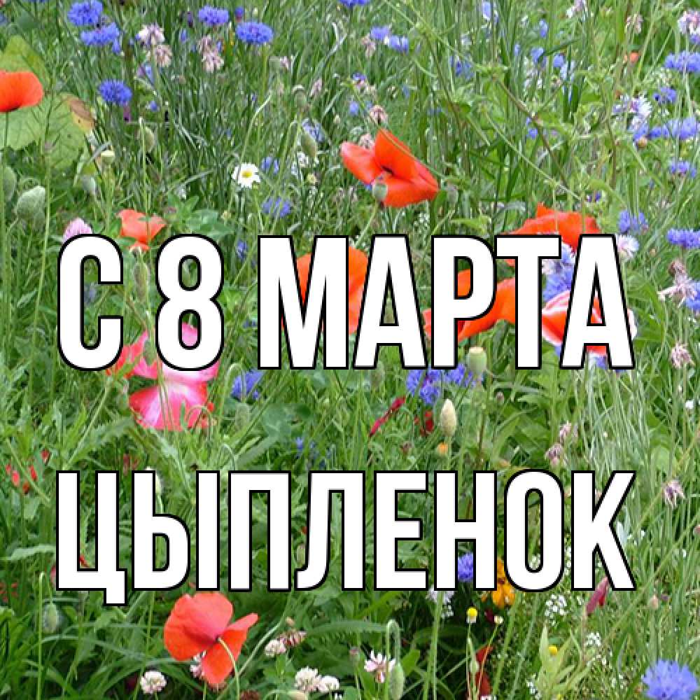 Открытка на каждый день с именем, Цыпленок C 8 МАРТА международный женский день 4 Прикольная открытка с пожеланием онлайн скачать бесплатно 