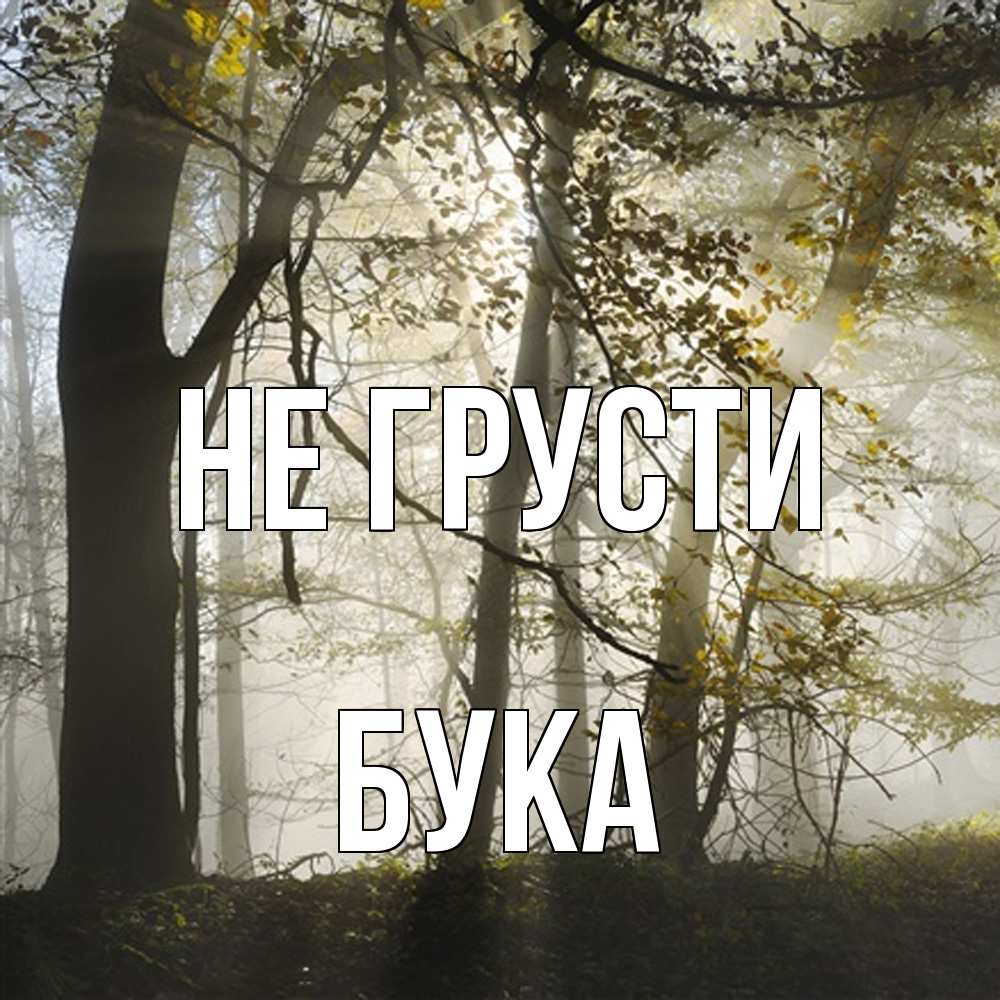 Открытка на каждый день с именем, Бука Не грусти лес и свет Прикольная открытка с пожеланием онлайн скачать бесплатно 
