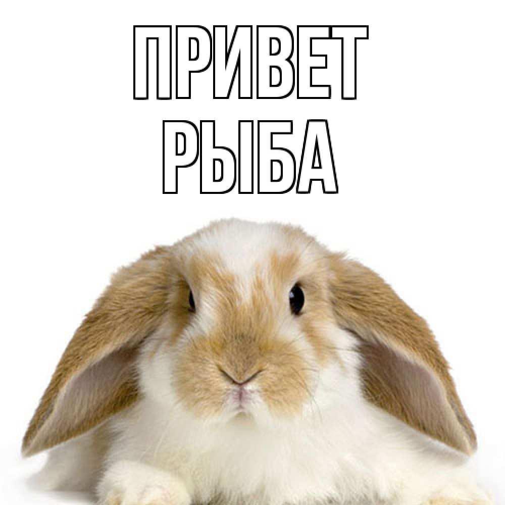 Открытка на каждый день с именем, Рыба Привет с животными Прикольная открытка с пожеланием онлайн скачать бесплатно 