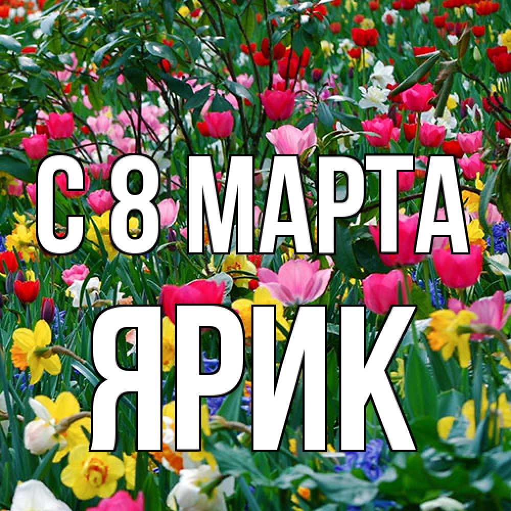 Открытка на каждый день с именем, Ярик C 8 МАРТА с международным женским днем поздравления для женщины Прикольная открытка с пожеланием онлайн скачать бесплатно 