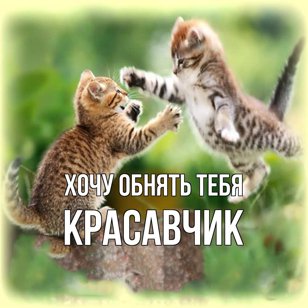 Открытка на каждый день с именем, Красавчик Хочу обнять тебя игры котят Прикольная открытка с пожеланием онлайн скачать бесплатно 