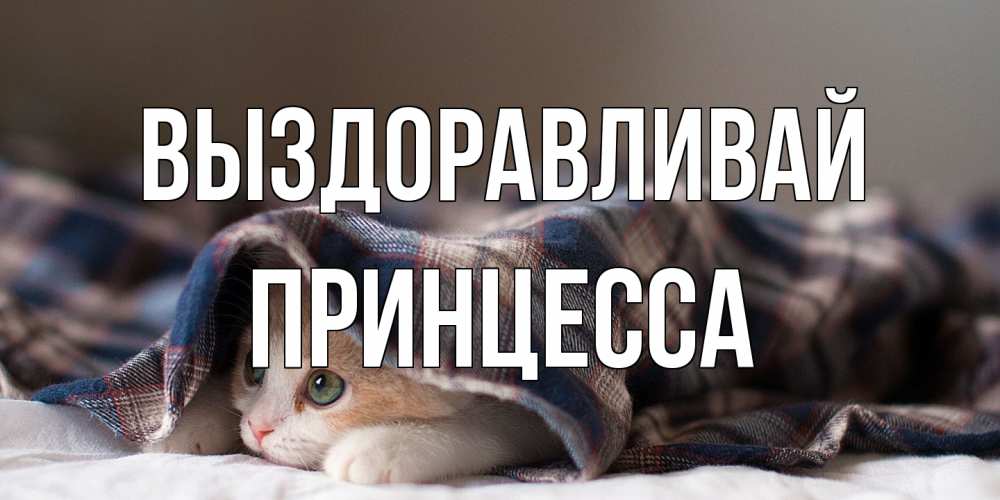 Открытка на каждый день с именем, Принцесса Выздоравливай не болейте с котиком Прикольная открытка с пожеланием онлайн скачать бесплатно 