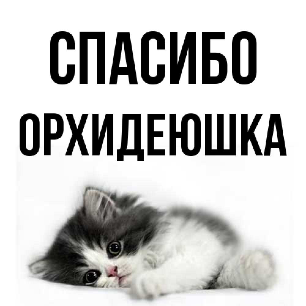Открытка на каждый день с именем, Орхидеюшка Спасибо черный и белый кот Прикольная открытка с пожеланием онлайн скачать бесплатно 