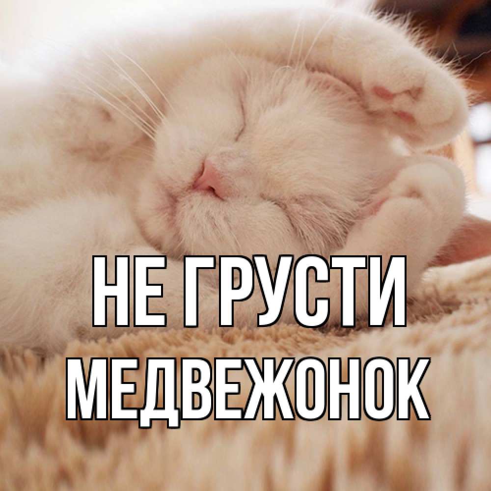 Открытка на каждый день с именем, медвежонок Не грусти белый кот Прикольная открытка с пожеланием онлайн скачать бесплатно 