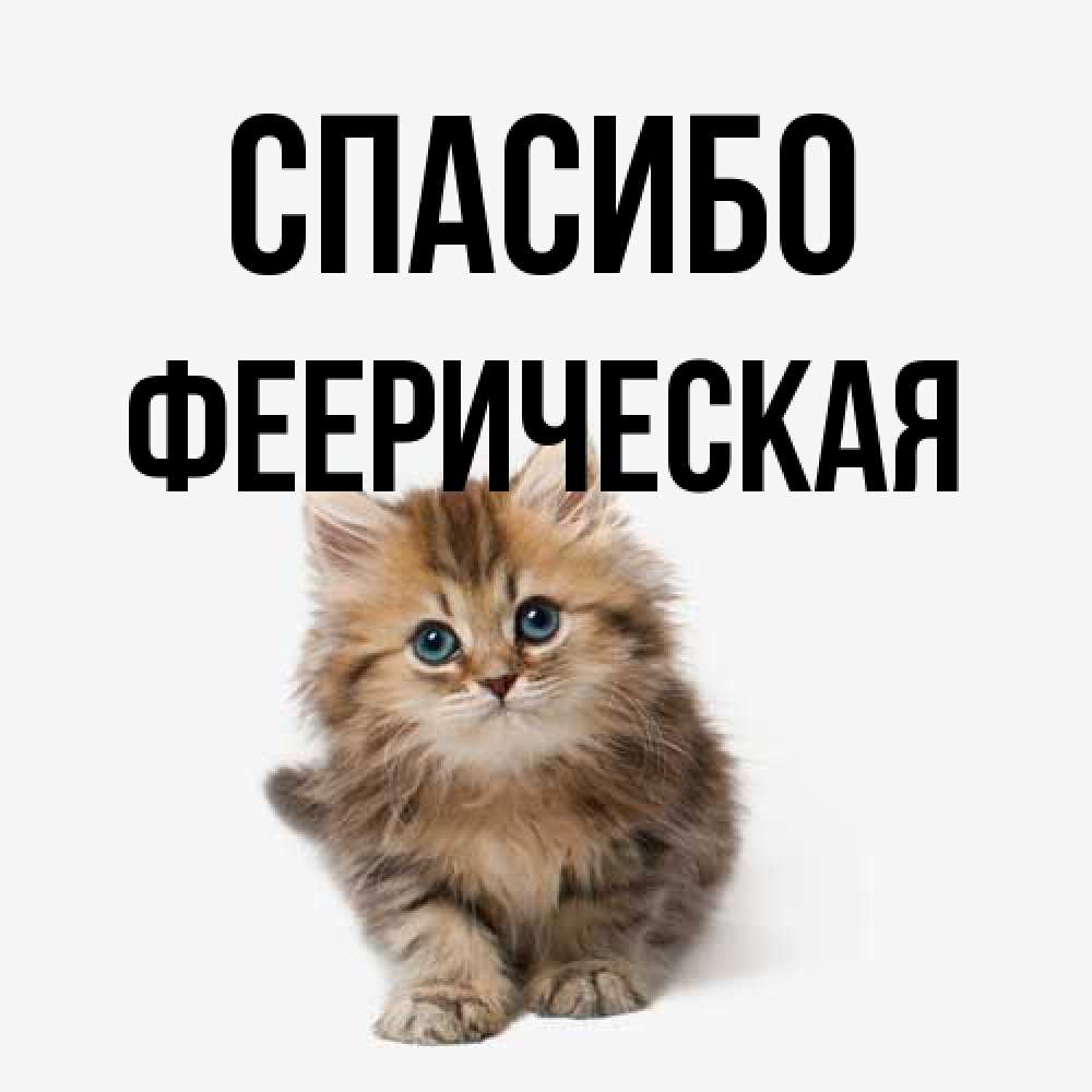 Открытка на каждый день с именем, Фееpическая Спасибо пушистый котик Прикольная открытка с пожеланием онлайн скачать бесплатно 