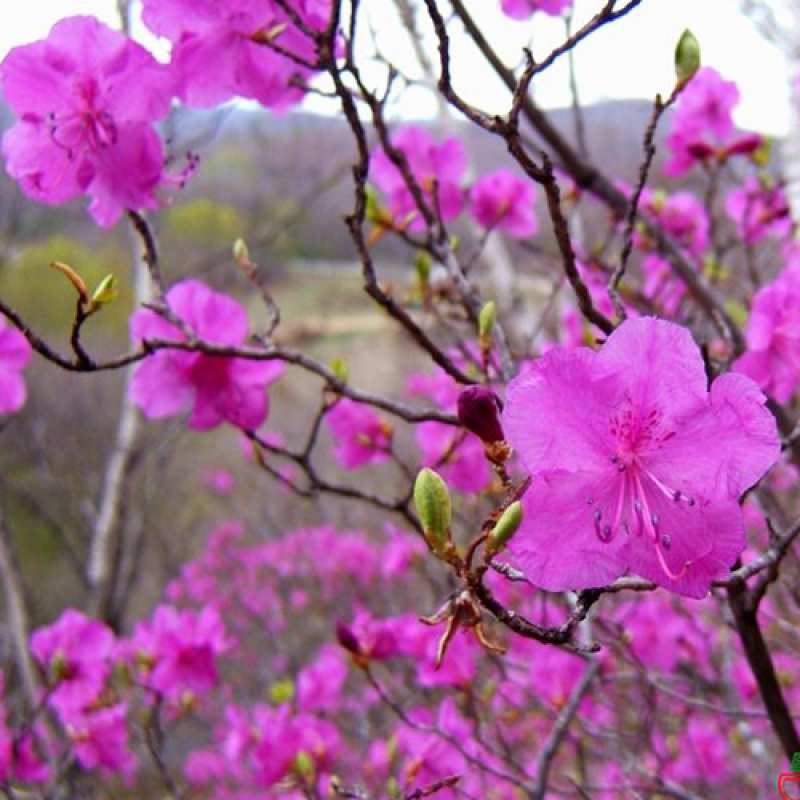 Картинка C 8 МАРТА, Гречка