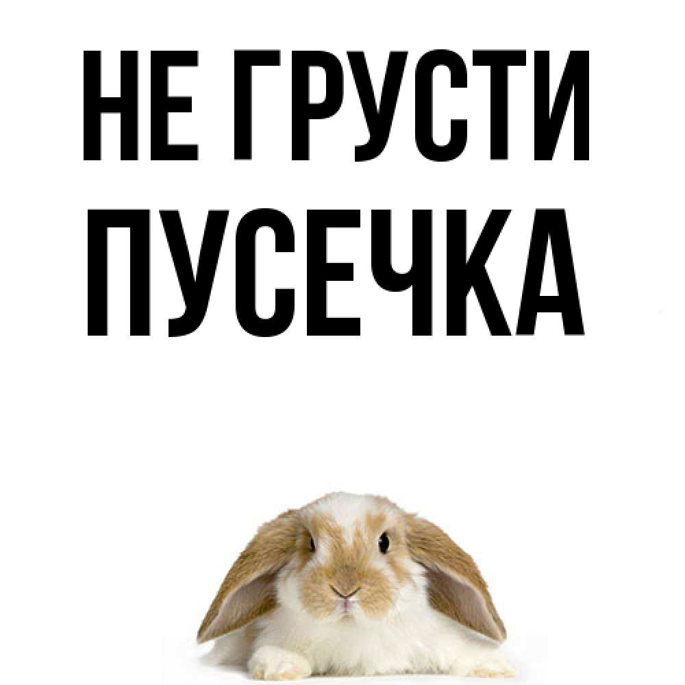 Открытка на каждый день с именем, Пусечка Не грусти коричнево белый заяц с большими ушками Прикольная открытка с пожеланием онлайн скачать бесплатно 