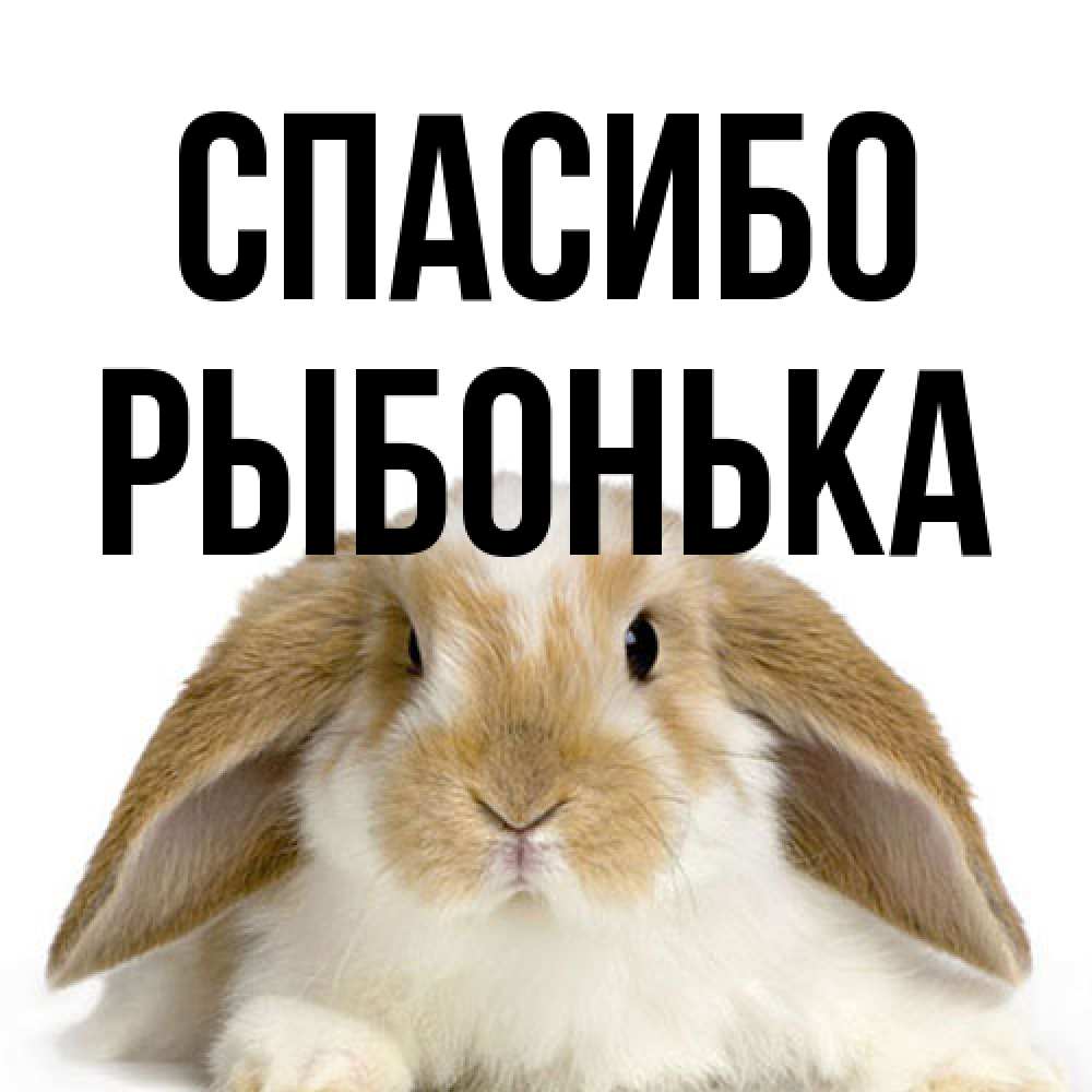 Открытка на каждый день с именем, Рыбонька Спасибо коричнево белый заяц Прикольная открытка с пожеланием онлайн скачать бесплатно 