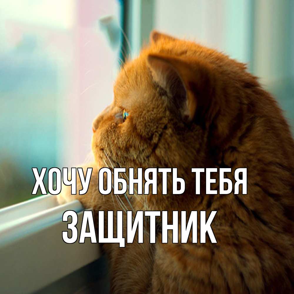 Открытка на каждый день с именем, Защитник Хочу обнять тебя большой огромный рыжий котяра Прикольная открытка с пожеланием онлайн скачать бесплатно 