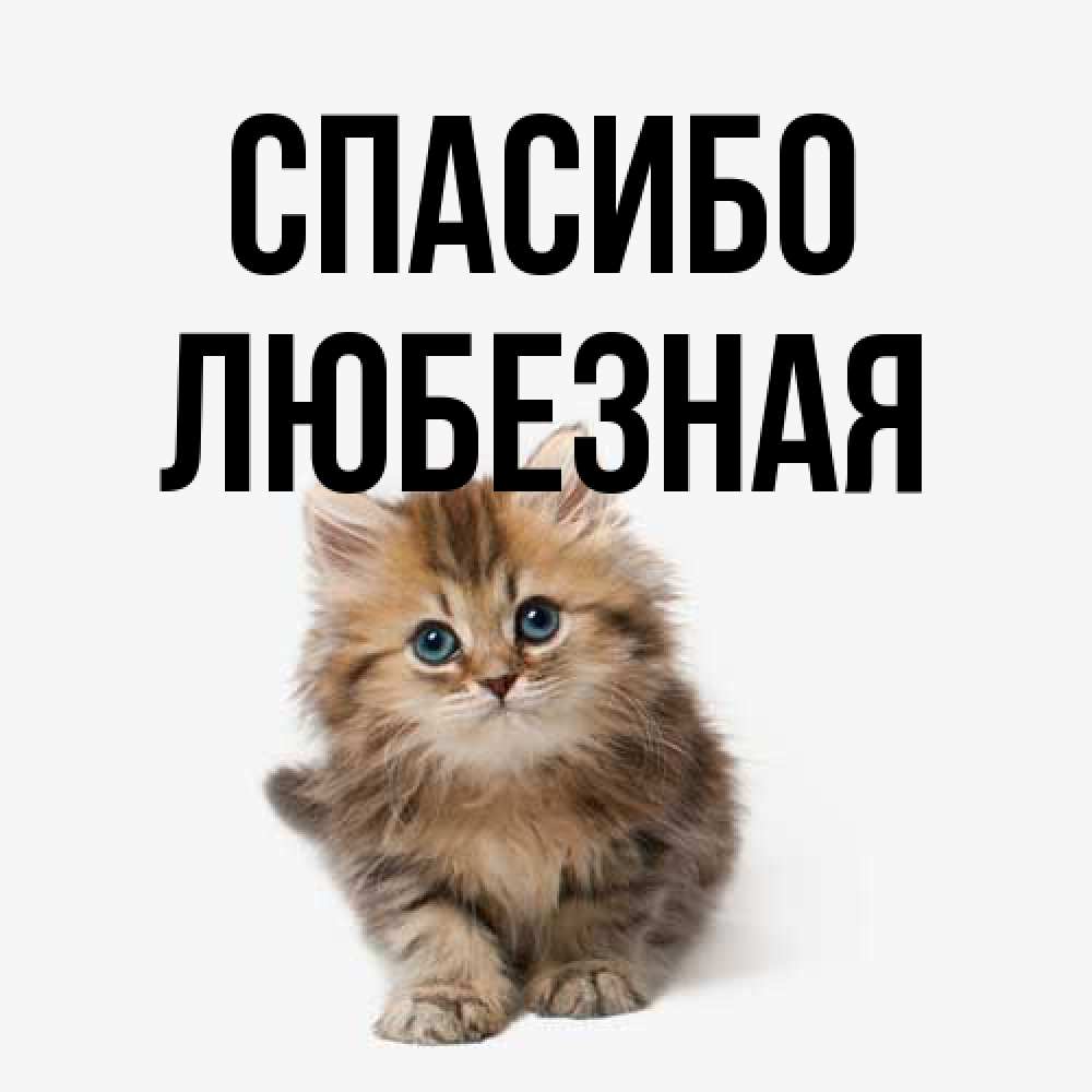 Открытка на каждый день с именем, любезная Спасибо пушистый котик Прикольная открытка с пожеланием онлайн скачать бесплатно 
