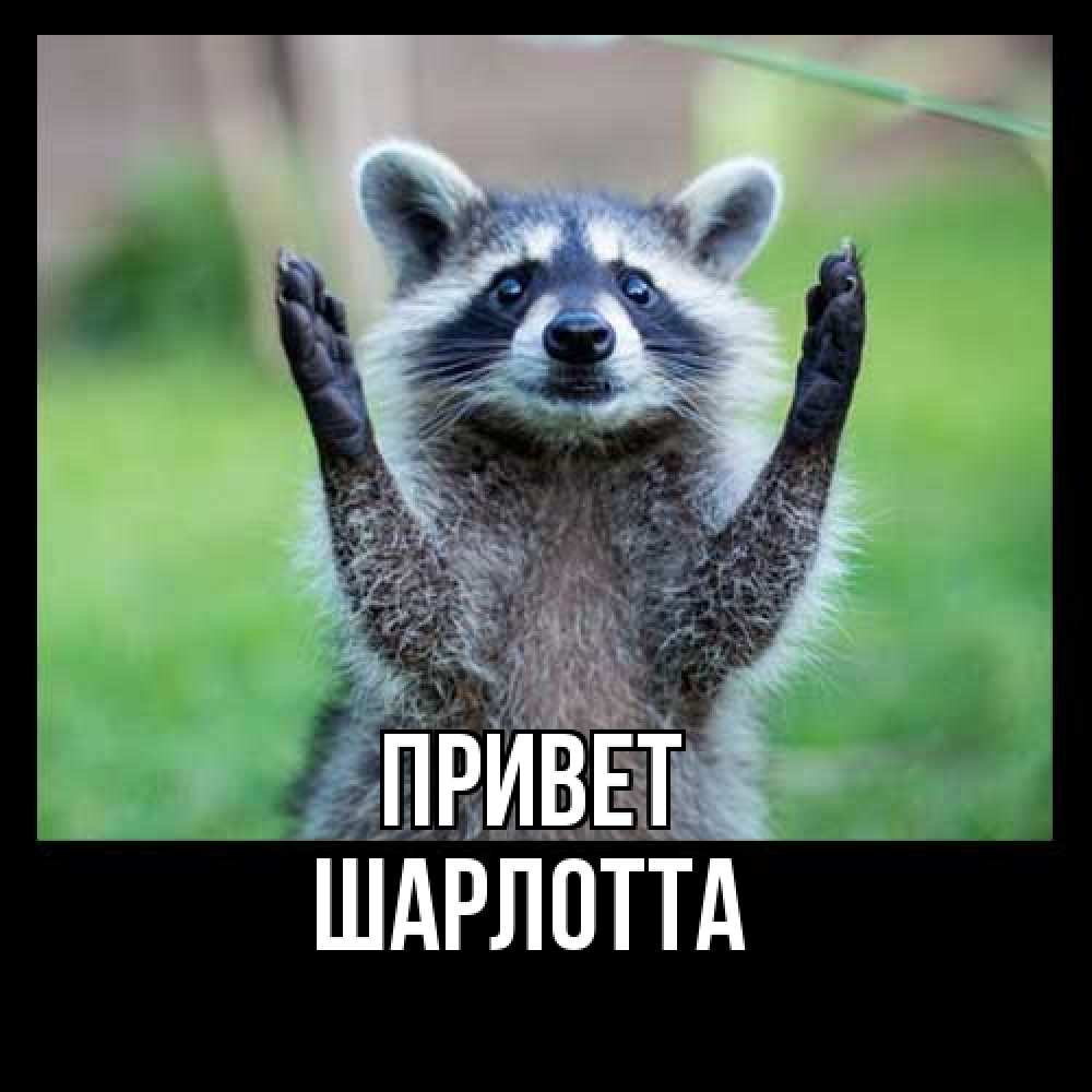 Открытка на каждый день с именем, Шарлотта Привет животные Прикольная открытка с пожеланием онлайн скачать бесплатно 