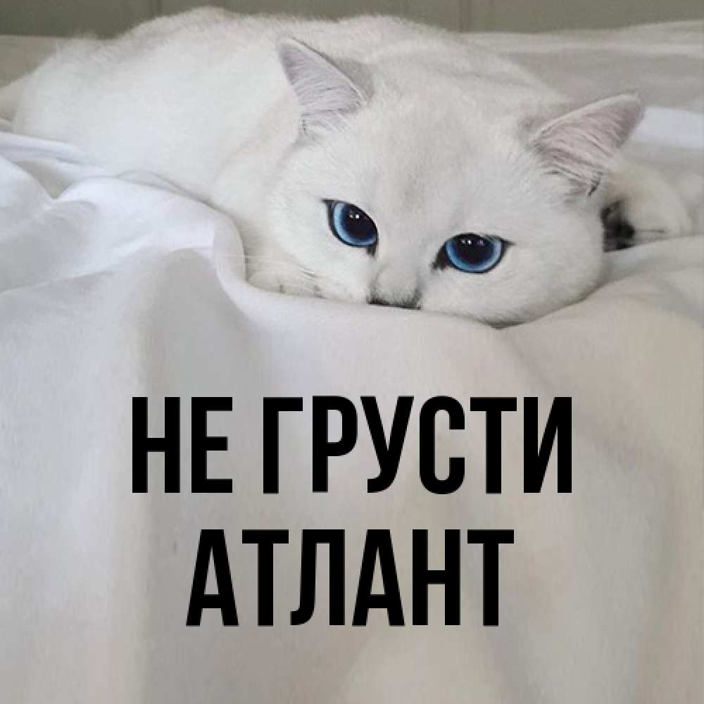 Открытка на каждый день с именем, Атлант Не грусти Голубоглазая кошка Прикольная открытка с пожеланием онлайн скачать бесплатно 