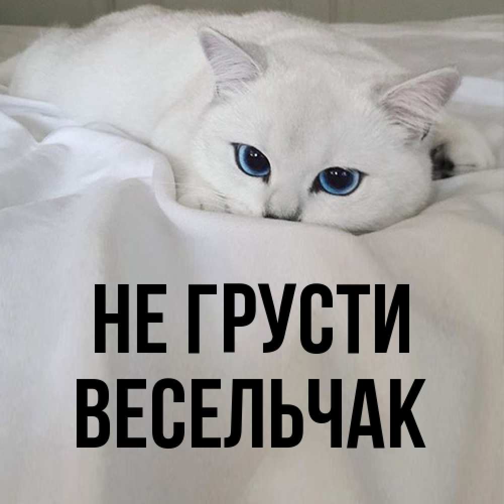Открытка на каждый день с именем, Весельчак Не грусти Голубоглазая кошка Прикольная открытка с пожеланием онлайн скачать бесплатно 
