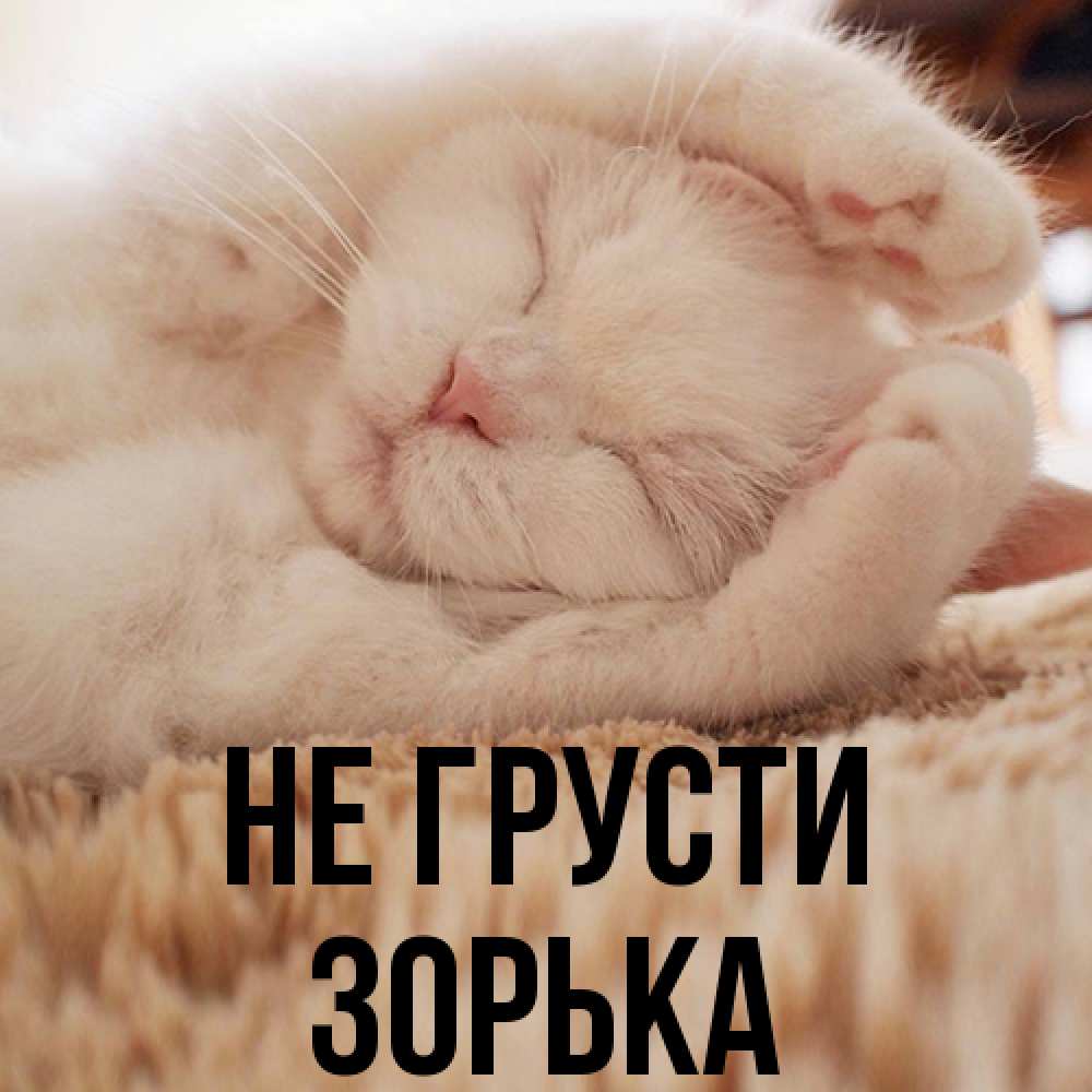 Открытка на каждый день с именем, Зоpька Не грусти Котенок спит Прикольная открытка с пожеланием онлайн скачать бесплатно 