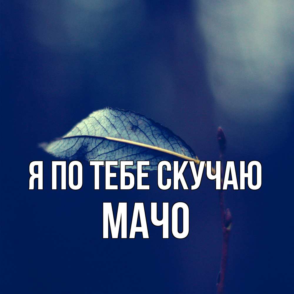 Открытка на каждый день с именем, Мачо Я по тебе скучаю одна ветка 1 Прикольная открытка с пожеланием онлайн скачать бесплатно 