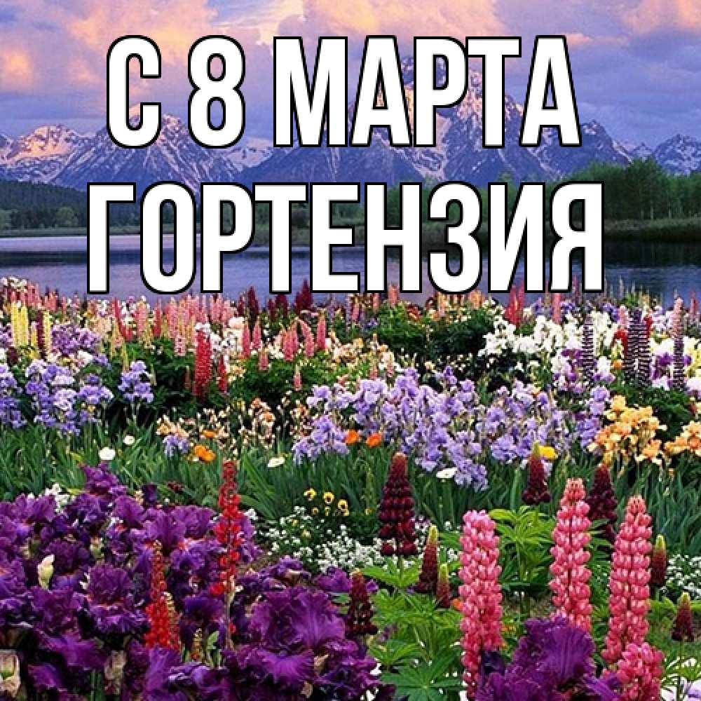 Открытка на каждый день с именем, Гортензия C 8 МАРТА международный женский день Прикольная открытка с пожеланием онлайн скачать бесплатно 