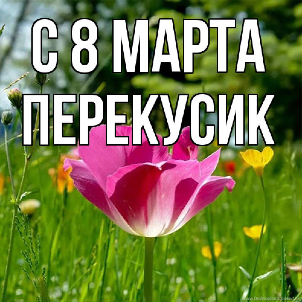 Открытка на каждый день с именем, Перекусик C 8 МАРТА полевые цветы Прикольная открытка с пожеланием онлайн скачать бесплатно 