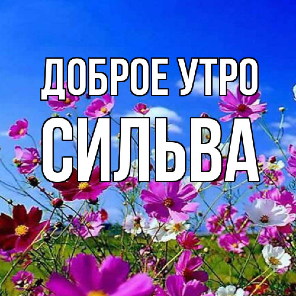 Открытка на каждый день с именем, Сильва Доброе утро сиреневые цветы Прикольная открытка с пожеланием онлайн скачать бесплатно 