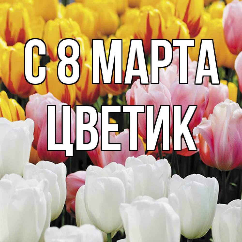 Открытка на каждый день с именем, цветик C 8 МАРТА разноцветные цветы Прикольная открытка с пожеланием онлайн скачать бесплатно 