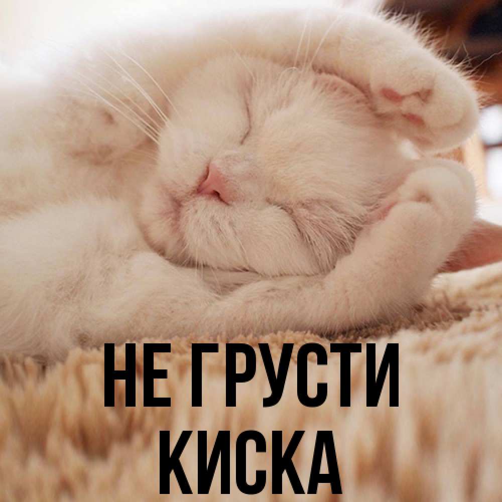 Открытка на каждый день с именем, Киска Не грусти Котенок спит Прикольная открытка с пожеланием онлайн скачать бесплатно 