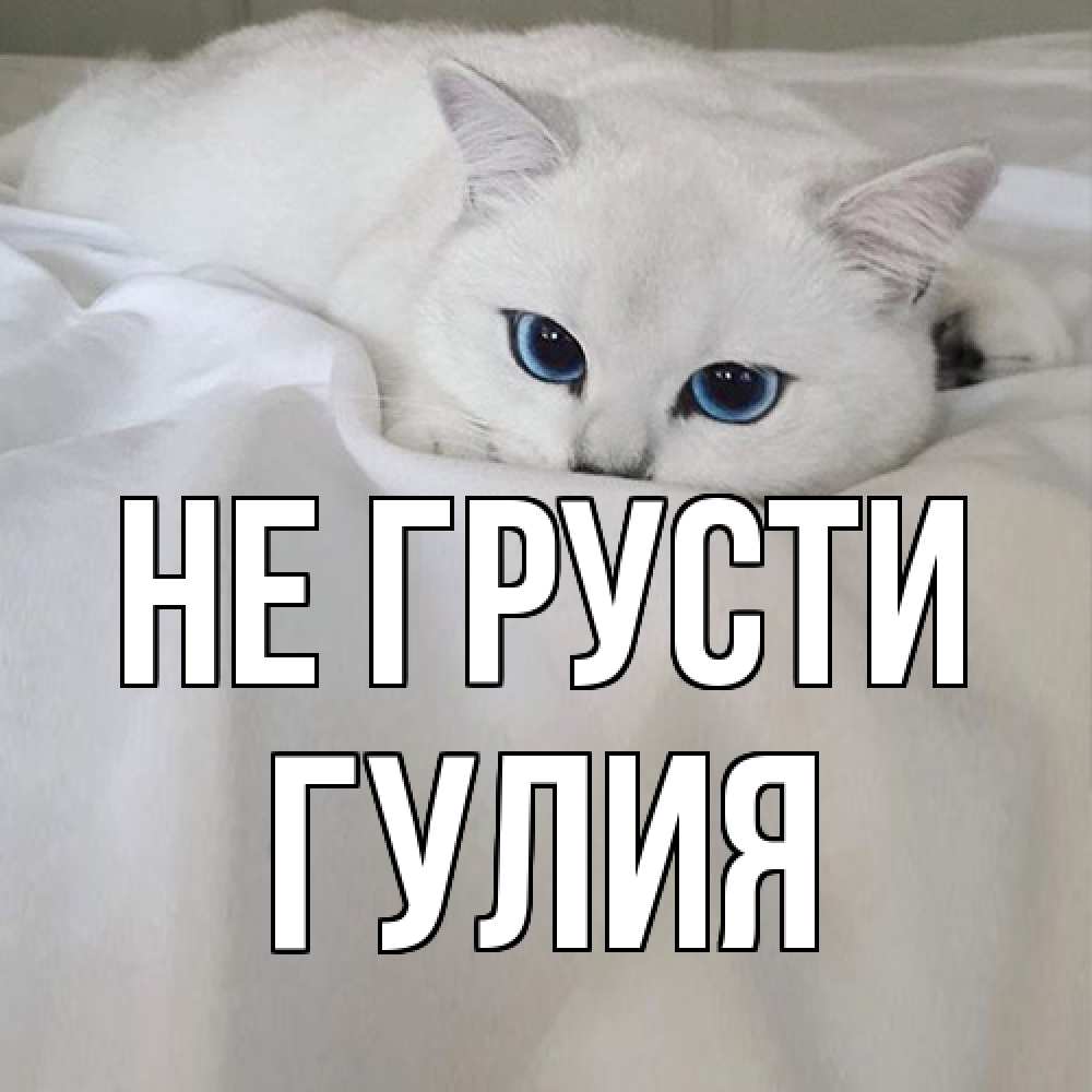 Открытка на каждый день с именем, Гулия Не грусти белый кот с голубыми глазами на белоснежной кровати Прикольная открытка с пожеланием онлайн скачать бесплатно 