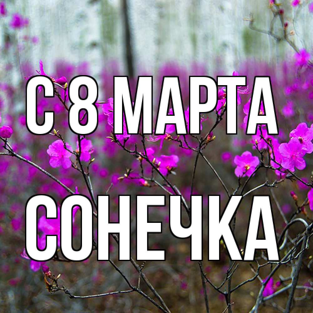 Открытка на каждый день с именем, Сонечка C 8 МАРТА дикие цветы Прикольная открытка с пожеланием онлайн скачать бесплатно 
